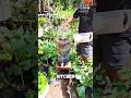 How to Turn Waste into Organic Fertilizer
