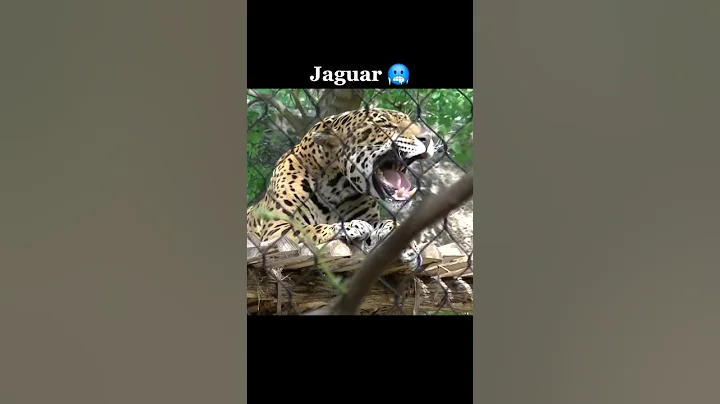 Big Cats sounds☠️  | Puma Sound | Cheetah sound | Jaguar sound | Lion roar | Tiger sound