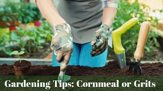 Gardening Tips: Cornmeal or Grits
