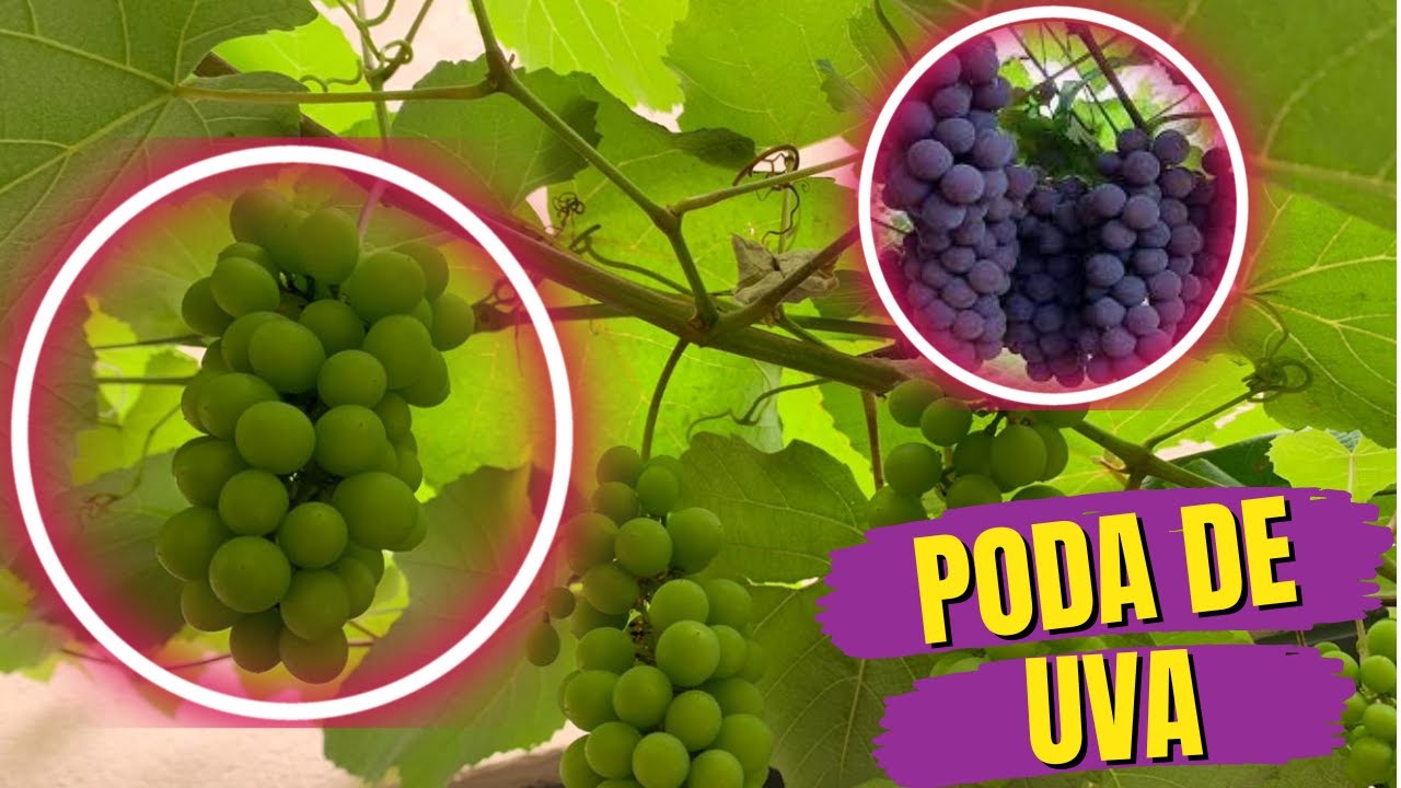 COMO FAZER PODA DE PARREIRA DE UVA (VIDEIRA), PODA DE PRODUÇÃO E ...