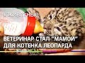 Ветеринар стал "мамой" для котенка леопарда