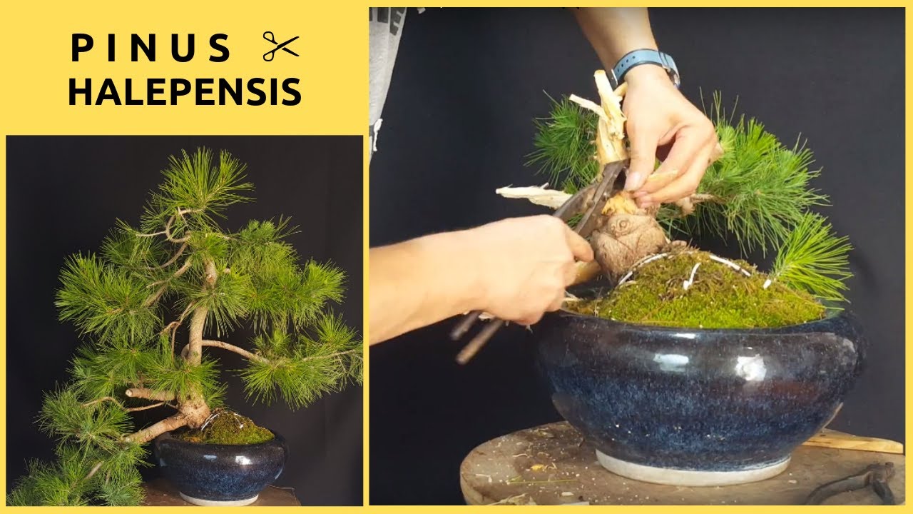 PINUS HALEPENSIS BONSAI  1 diseo