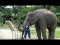 Watch How Elephant Tunwa Paints