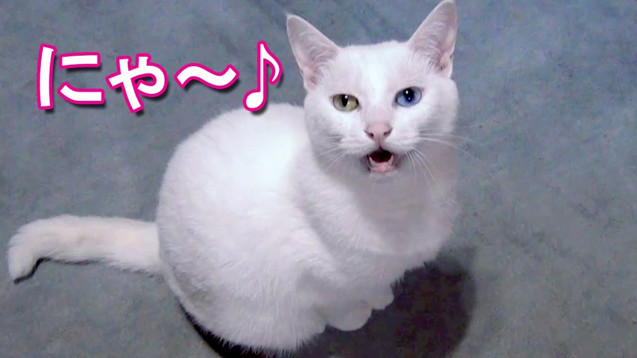 にゃ 鳴き声が可愛い白猫ユキ 面白い鳴き声集 Youtube