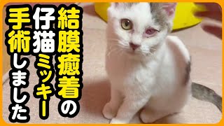 【子猫保護】結膜癒着で視界が狭い子猫...手術を受けて世界が広がりました