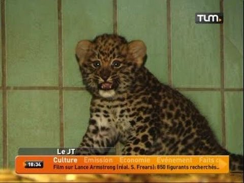 Un Bebe Panthere Est Ne Au Parc De La Tete D Or Youtube