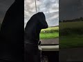 Jet is enjoying a good bus ride home.