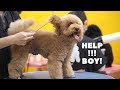 Toy poodle grooming teddy bear cut | Dog Grooming video 2021