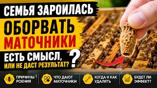 #Пчёлы. Роение началось! Можно ли остановить семью? Есть ли смысл обрывать маточники или уже поздно?