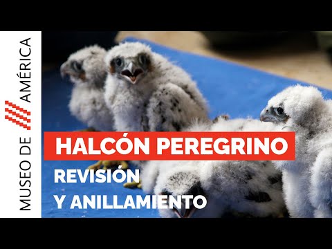 Anillamiento de los halcones peregrinos del Museo de América (2024)