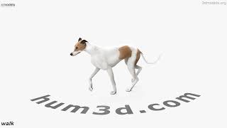 Animated Greyhound 3D model (Rigged) by 3DModels.org 3D model by 3DModels.org