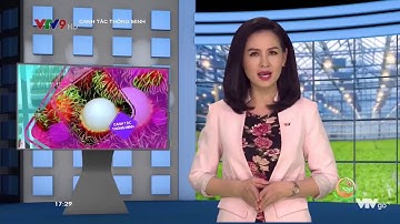 Canh tác thông minh số 55:  Mô hình cây khóm trên đất phèn.