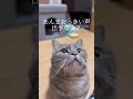 ママが寝てるから小声で話すように短足猫に言ったら...#マンチカン #猫 #shorts