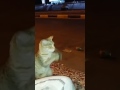 قد شفتو بسة كذا