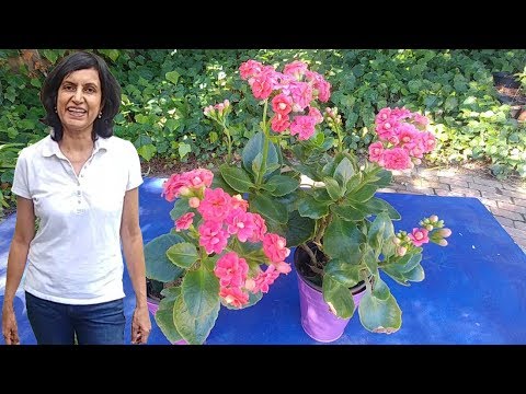 Видео: Каланхоэ Пылающая Кэти - Как выращивать растения Пылающей Кэти