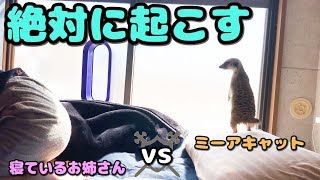 ミーアキャットがお姉さんを１発で起こします！！【モナカ】