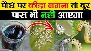 पौधा पर कीड़ा लगना तो दूर पास भी नहीं आएगा | How To Make Organic Pesticide At Home | Pesticide