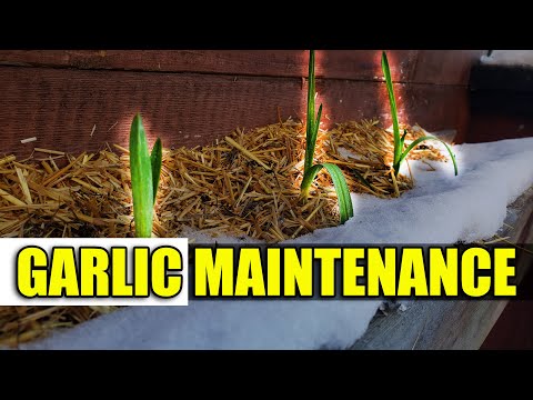 Video: How and what to feed the garlic in spring