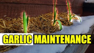 Spring Garlic Maintenance Tips