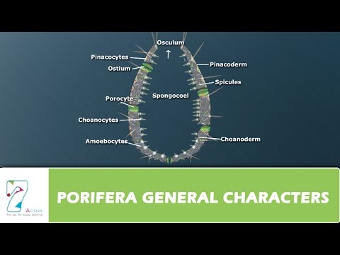 PORIFERA GENERAL CHARACTERS