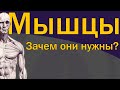 Зачем нужны мышцы?  [S02E02]