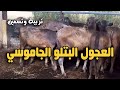 العجول البتلو الجاموسي بمحطة السرو