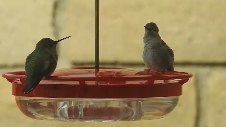 Hummingbirds ~ odd posturing at the feeder