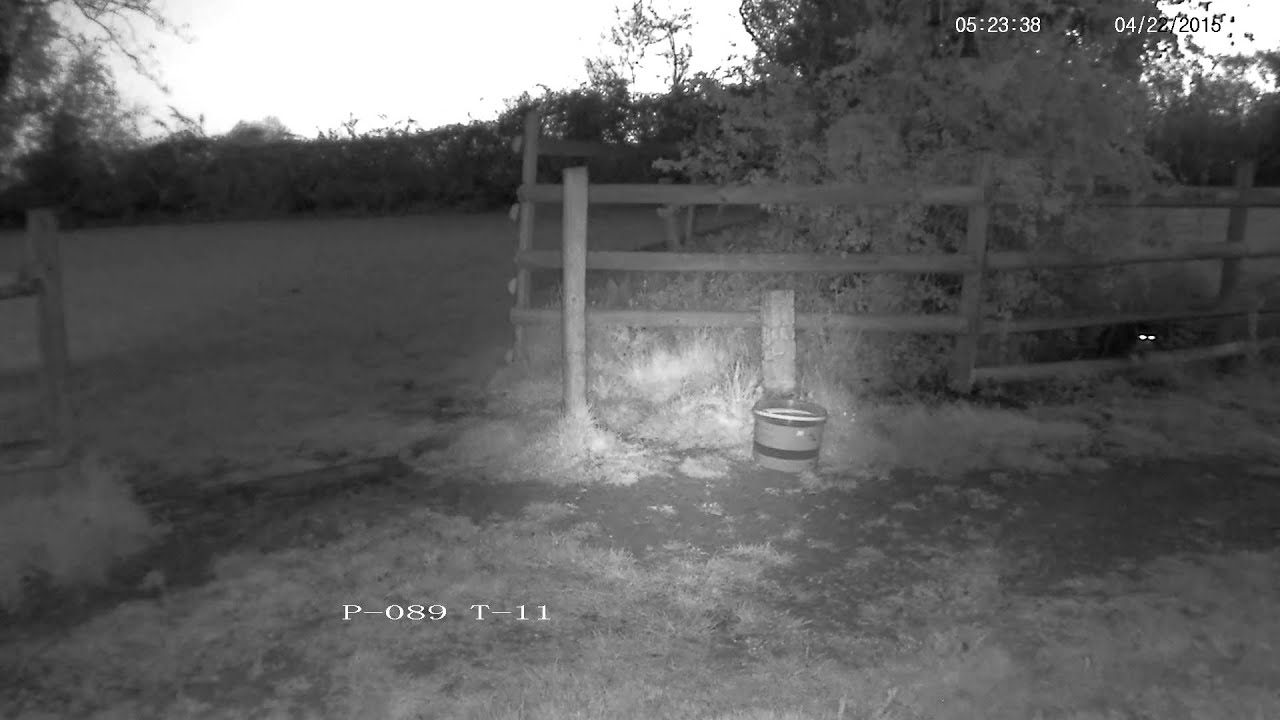 videos for cats Cat catches a mouse - with sound !