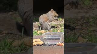 Queen Bee living her best squirrel life. #short #squirrel #squirrelwatching