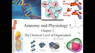 Chapter 2 The Chemical Level of Organization