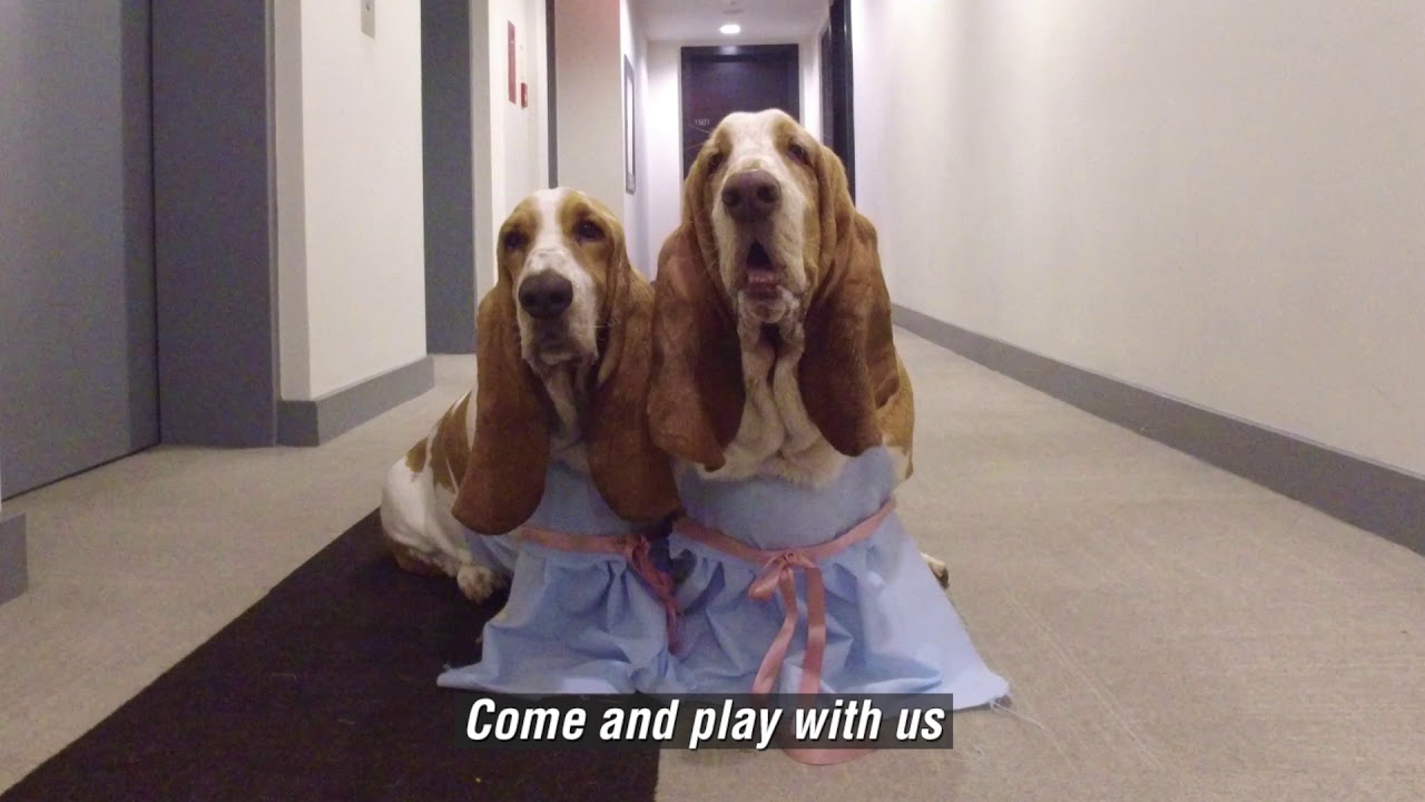 too cute maddie the shining + basset hounds