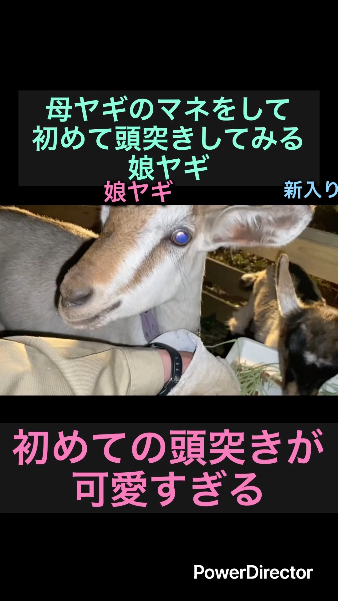 そうじゃないよ！ww【田舎でヤギと暮らす】 - YouTube