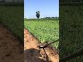 🌿 #farming10 #agriculture #hardwork #outdoors #mustwatch #mustsee #rogator #asmr #satisfying #ad #me