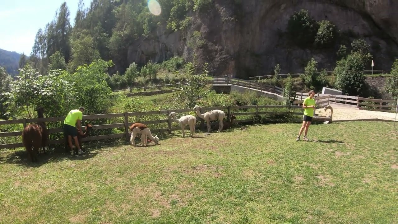 El Molin.. a Cavalese come in Perù! Passeggiate con Alpaca a e Lama a Cavalese