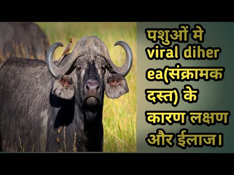 How to treatment of viral diherea in cattle |पशुओ में संक्रामक दस्त के कारण लक्षण और ईलाज।