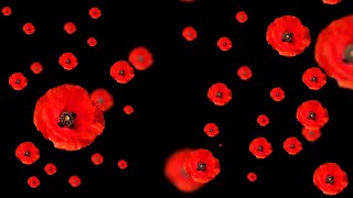 Footage Poppies Flowers with Alpha