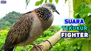 Download Lagu Suara Burung Tekukur Pikat Emosi Memanggil Lawan  MP3