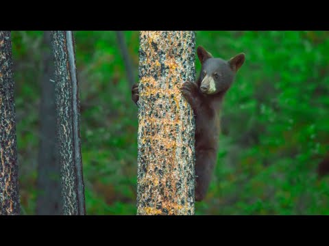 Wideo: Baribal (czarny niedźwiedź): opis, wygląd, cechy, siedlisko i ciekawe fakty