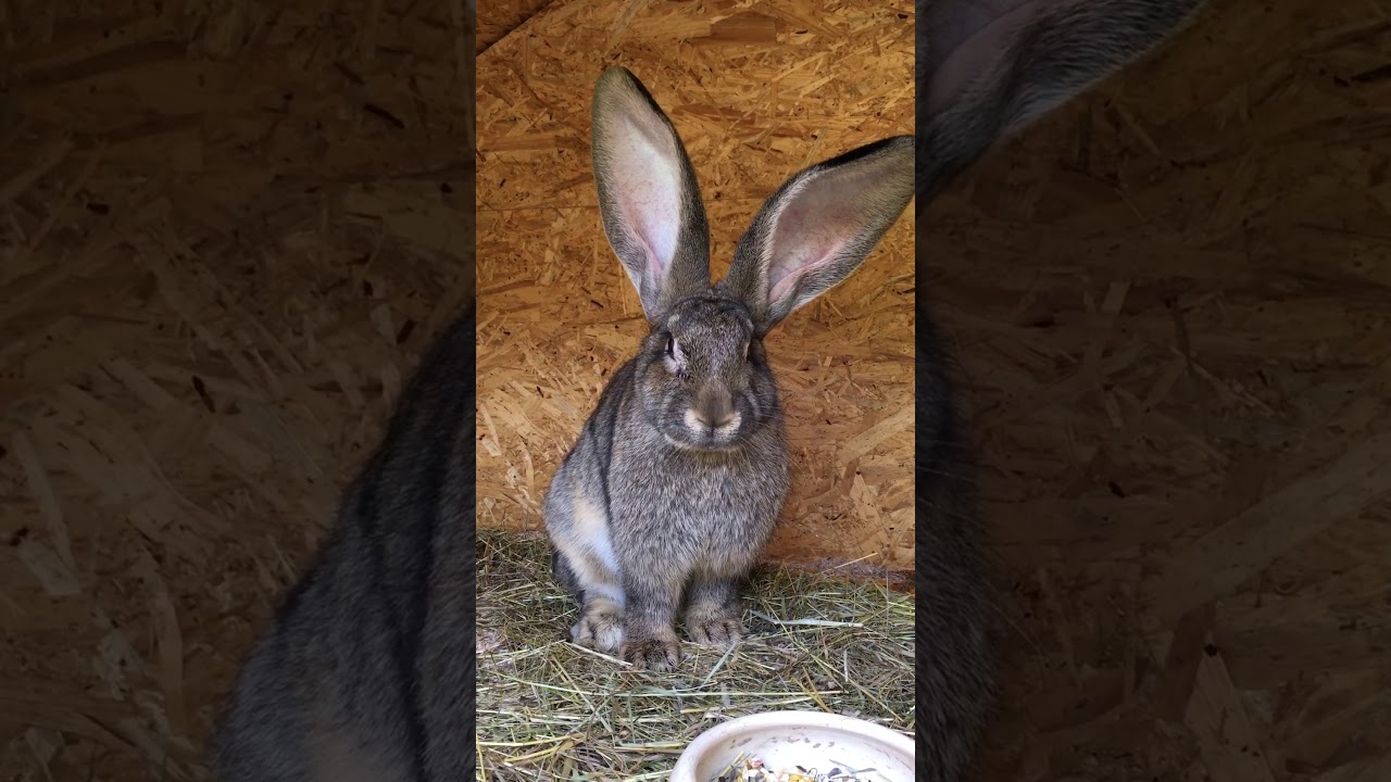 Deutsche Riesen Kaninchen (Ca. 6 Monate alt) - YouTube