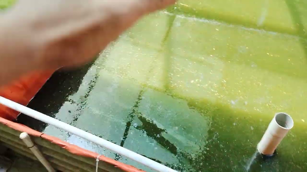 Larva lele umur 10 hari❗Begini kondisinya dan begini kondisi airnya