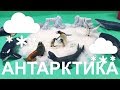 Животные Антарктики