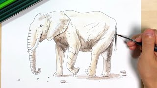 Elephant How To Draw Pen And Colored Pencil Pictures Easy Illustration Youtube
