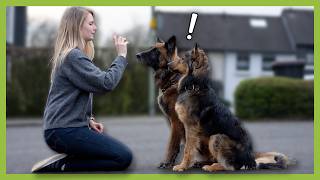 So orientiert sich dein Hund an dir: 3 Tipps für mehr Aufmerksamkeit by Doguniversity - Hundetraining mit Daniel 47,663 views 2 weeks ago 4 minutes, 49 seconds