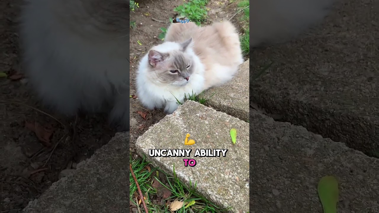 Mind Readers: How Cats Sense Your Emotions 🐱🐾