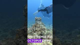 🐙 This Animal Has 3 Hearts! #animalfacts #octopus