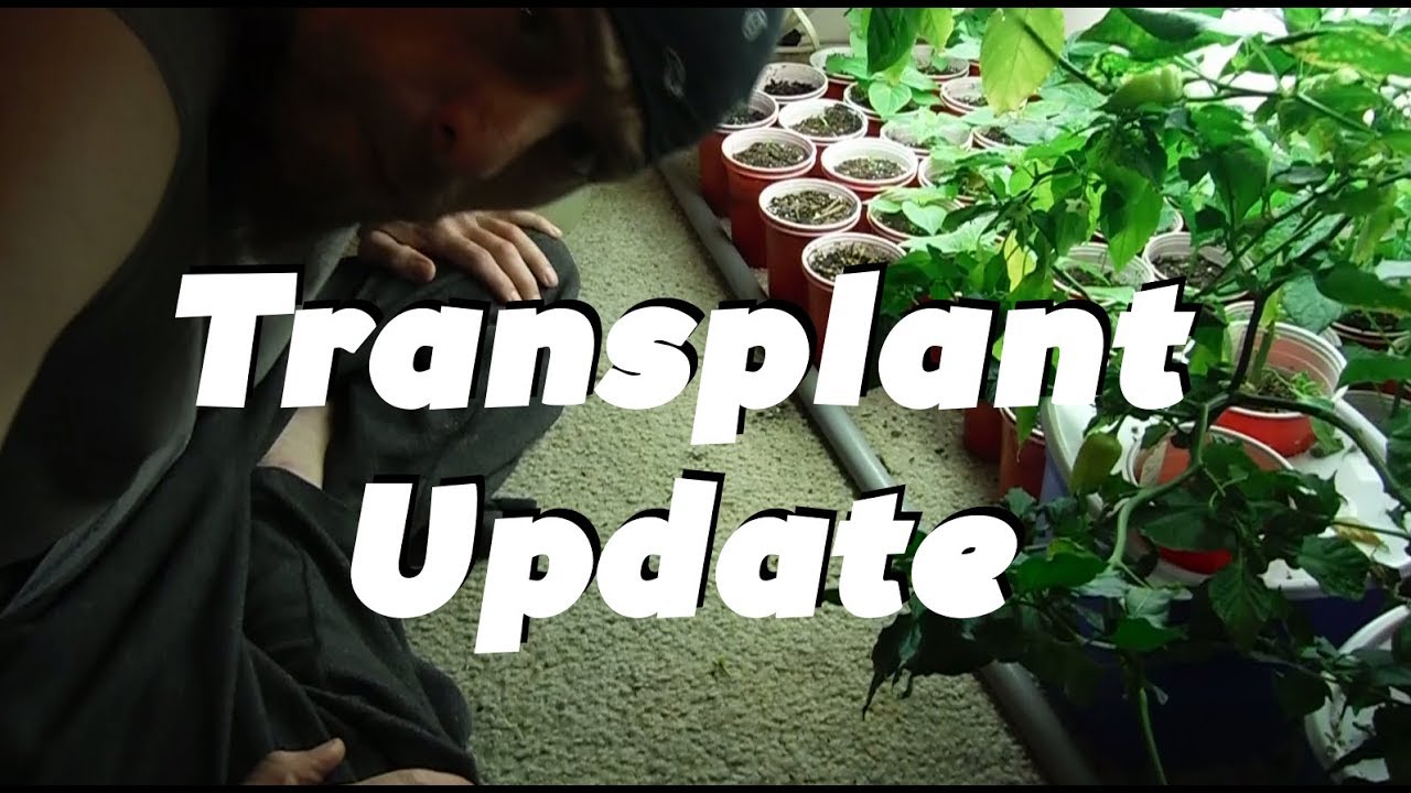 watershed Transplant Update: Super Hot Peppers
