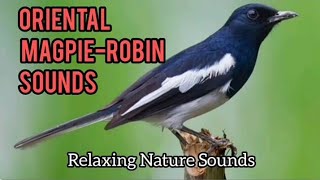 Download lagu Oriental Magpie-Robin Sounds