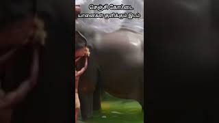 #Senji Fort #செஞ்சி கோட்டை #DidYouKnow #ElephantCare #shorts