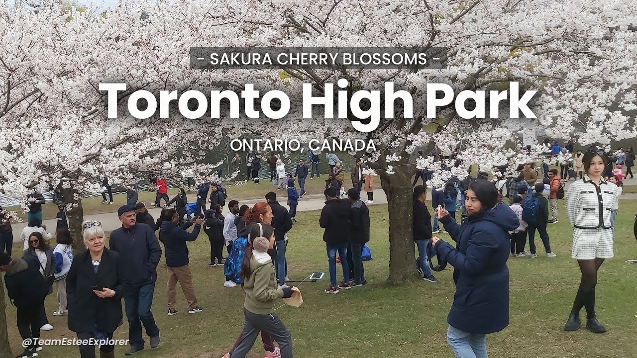 4K Toronto High Park Sakura Cherry Blossom 2025: What to Expect This Coming Peak Season