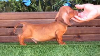 Hunter Jô Pablo Cedron